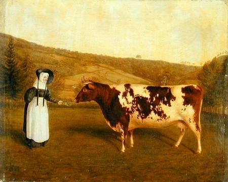 Shorthorn Cow from James Flewitt Mullock