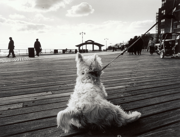 Coney Island Dog, NY from James Galloway