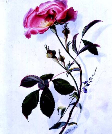 A Rose from James Holland