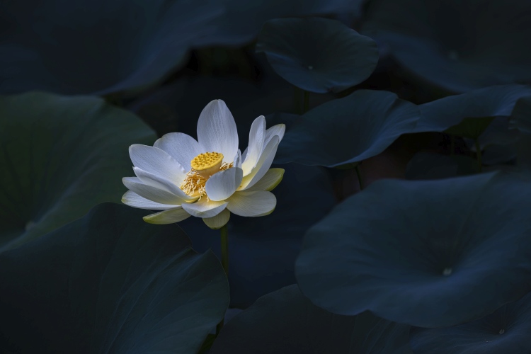 Yellow Lotus from James S. Chia