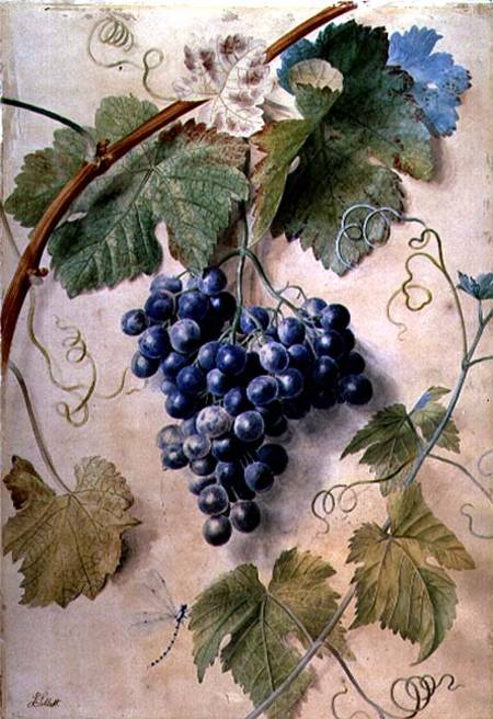 Black Grapes from James Sillett