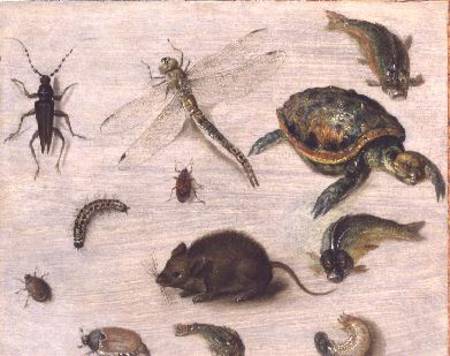 A Study of Insects, Sea Creatures and a Mouse from Jan Brueghel d. J.