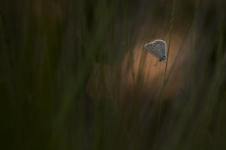 Common blue at sunset