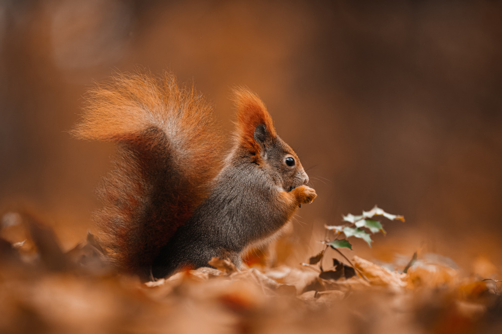 The red squirrel (Sciurus vulgaris) from Jan Rozehnal