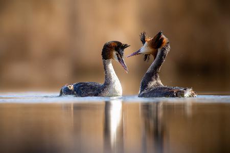 The great crested grebe (Podiceps cristatus) mating