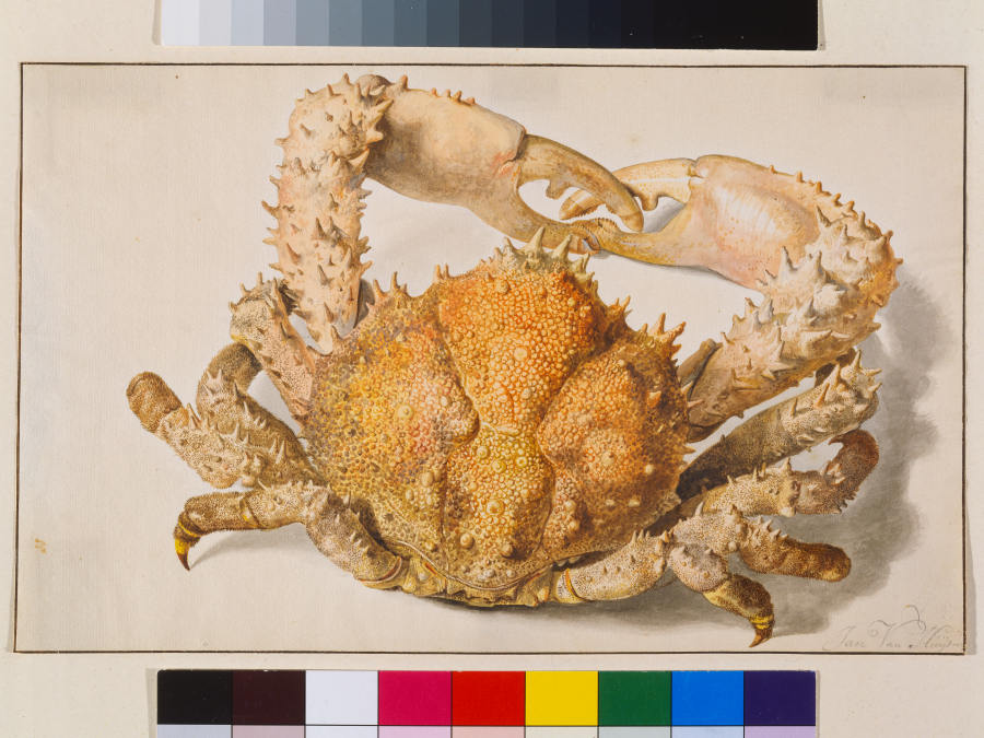 A Crab from Jan van Huysum