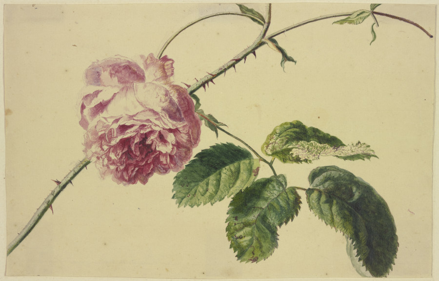 A rose from Jan van Huysum