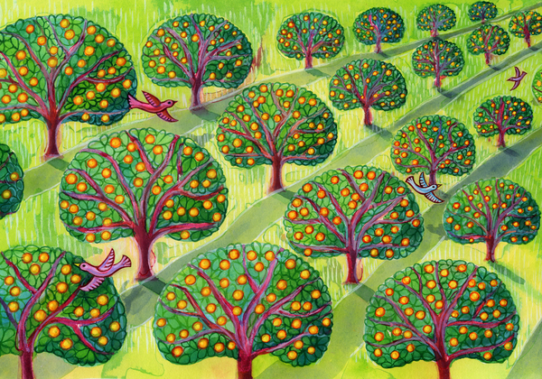Orchard from Jane Tattersfield