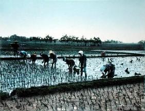 Rice Plantation, Japan, c.1900 (coloured photo)