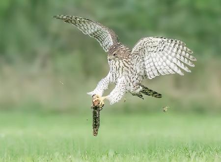 Juvenile Coopers Hawk playing