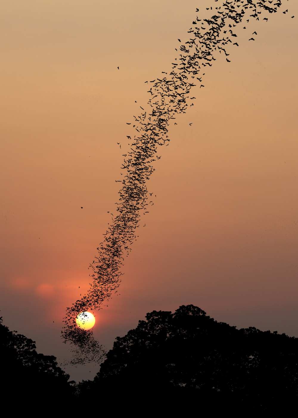 Bat swarm at sunset from Jean De Spiegeleer
