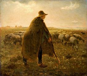 Shepherd with herd at sunset
