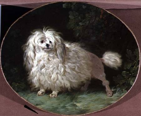 Portrait of a Poodle from Jean Jacques Bachelier