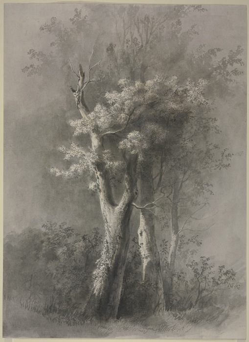 Study of Trees from Jean Jacques de Boissieu