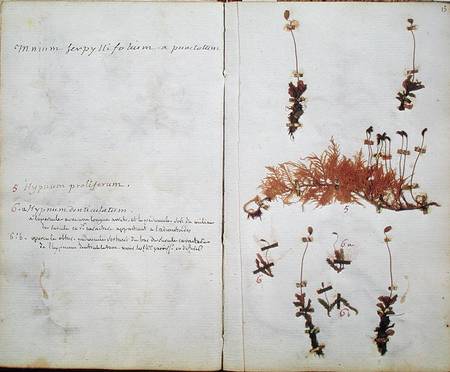Page 15 from a Herbarium from Jean-Jacques Rousseau