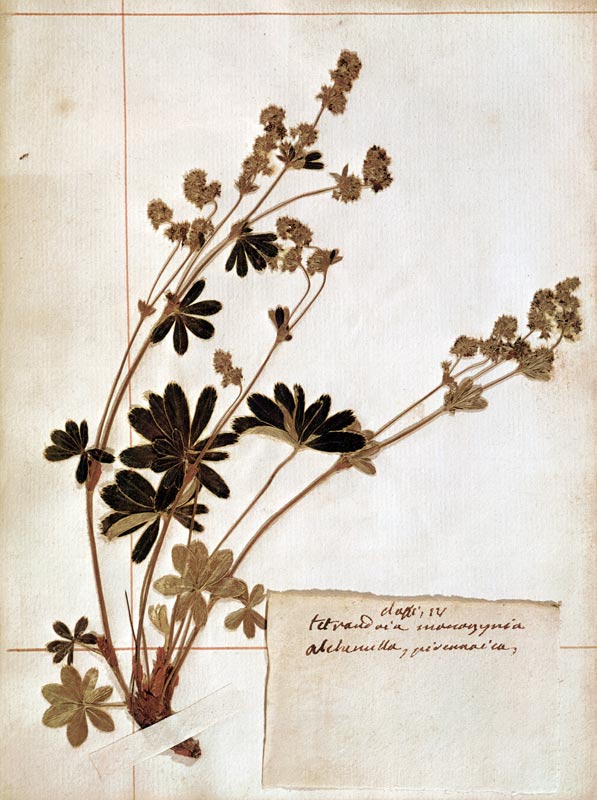 Alchemilla, from a Herbarium from Jean-Jacques Rousseau