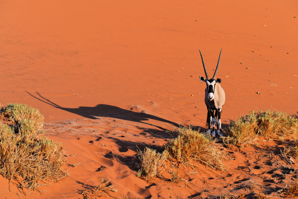 Oryx from Jean-Pierre Sepchat