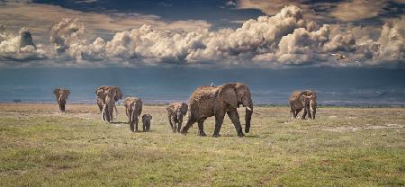 Amboseli wonderland