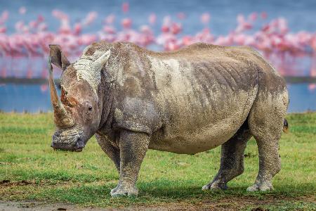 The amazing rhino