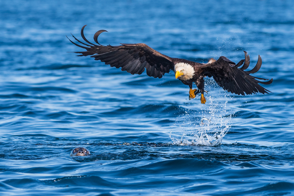 The eagle and the sea lion from Jeffrey C. Sink