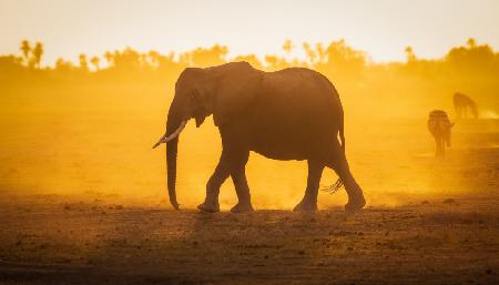 Elephantine Sunrise