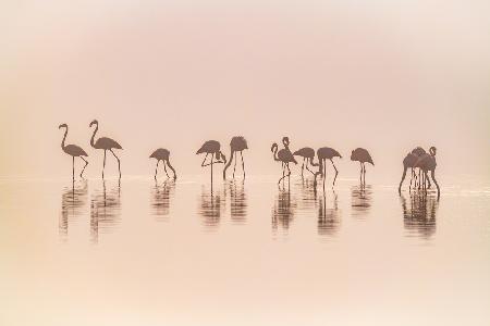 Flamingos in the mist