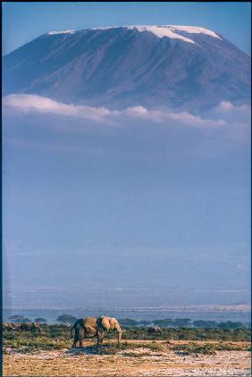Kilimanjaro and the quiet sentinels