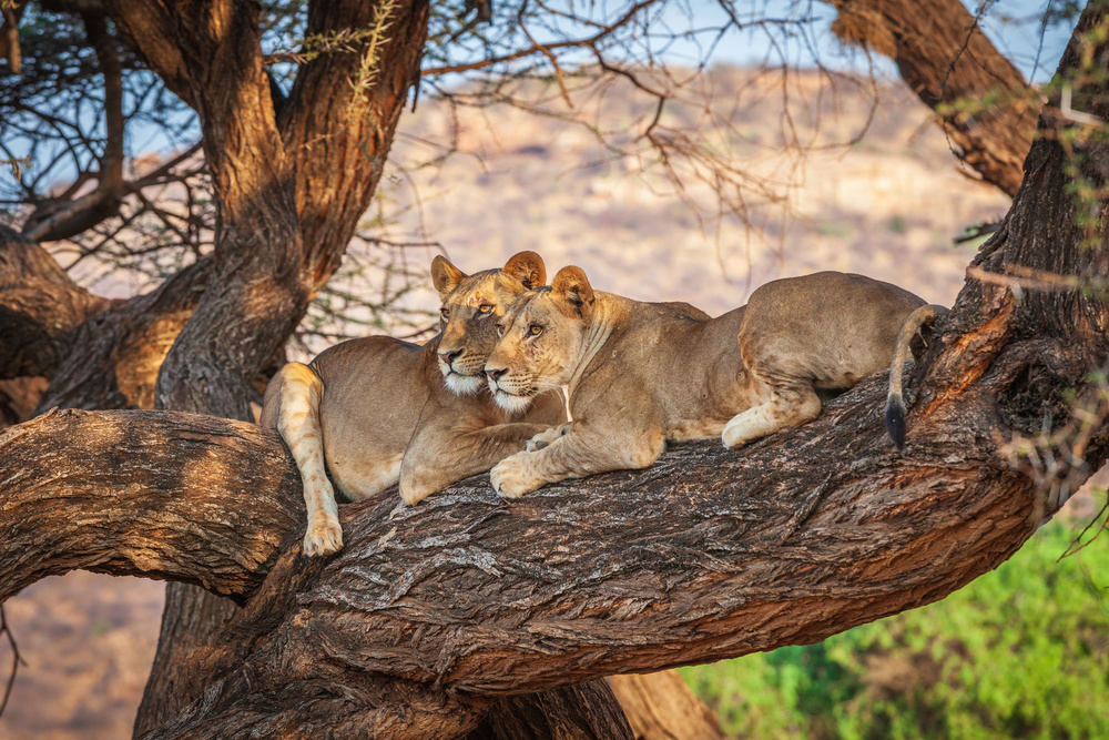 Lions can not climb trees from Jeffrey C. Sink