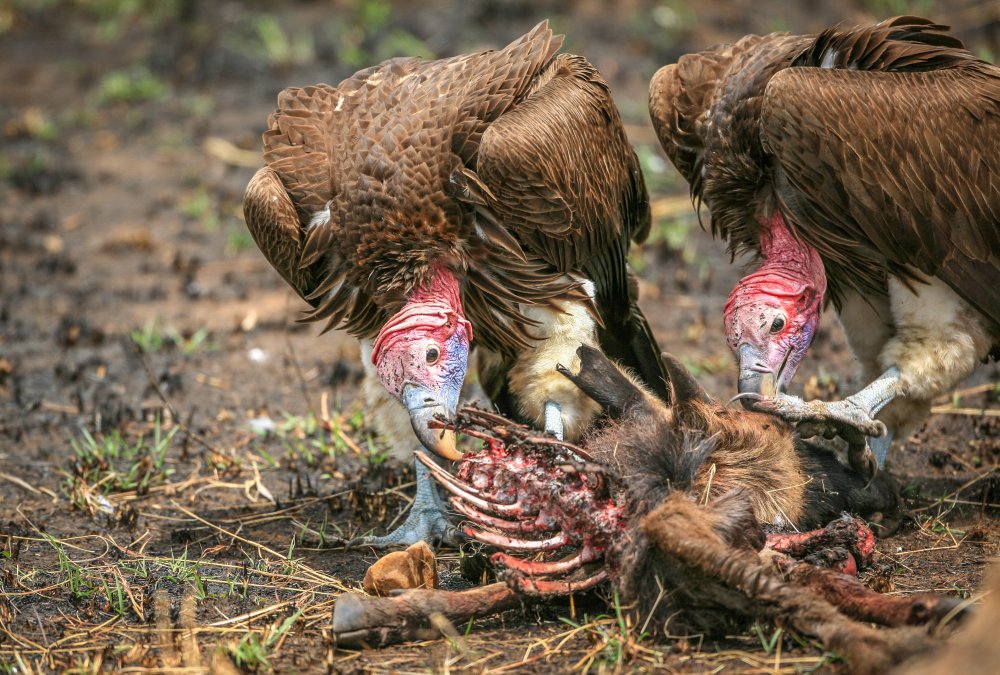 Nubian vultures from Jeffrey C. Sink