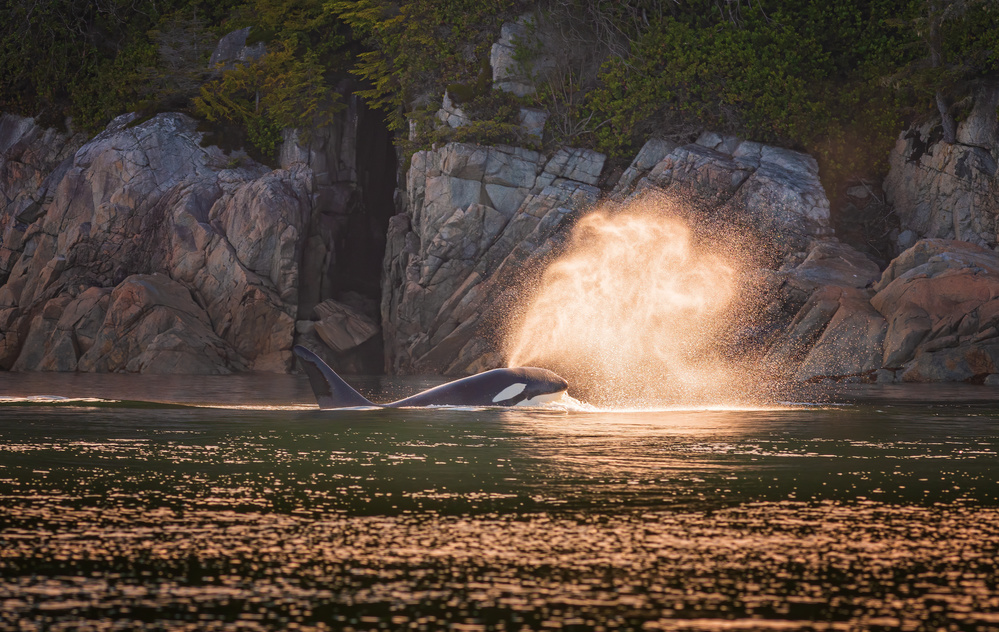 Orca at sunset from Jeffrey C. Sink