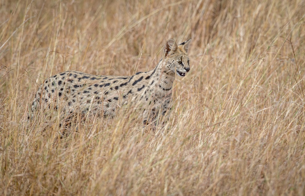 Serval cat in the tall red oat grass.... from Jeffrey C. Sink