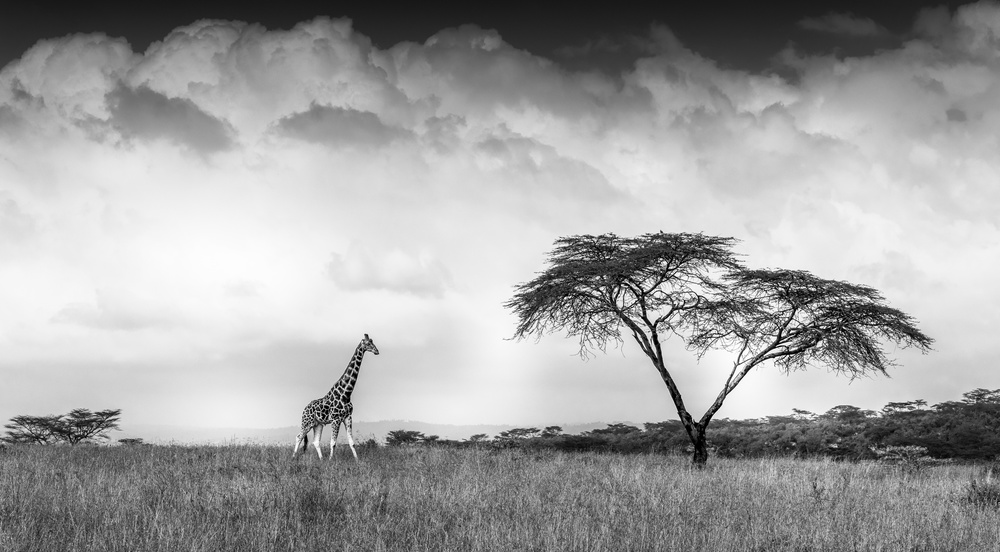 And I dreamed of Africa from Jeffrey C. Sink