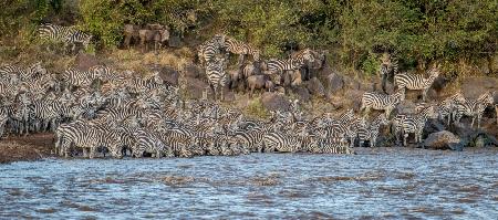 Zebra conflageration