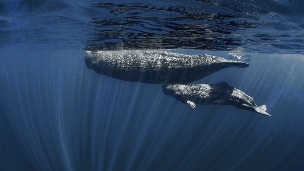 Mamas Belly ( sperm whales) from Jennifer Lu
