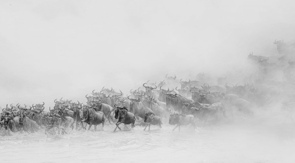 Migration ( wildebeests crossing river) from Jennifer Lu