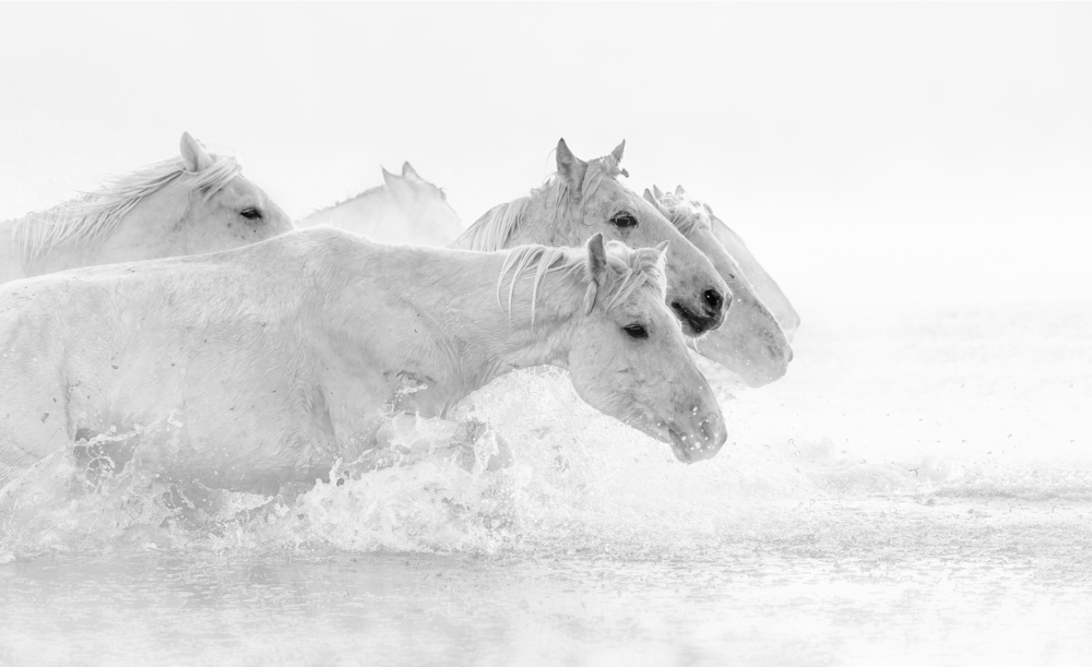 White horses from Jennifer Lu