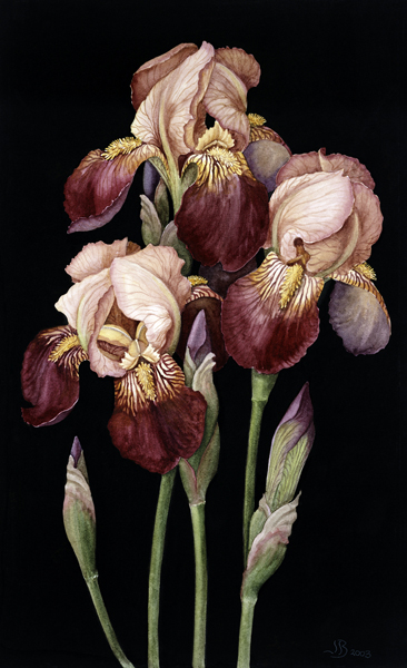 Irises, 2004 (w/c on paper)  from Jenny  Barron
