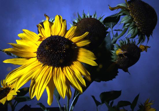 Sonnenblume im Regen from Jens Büttner