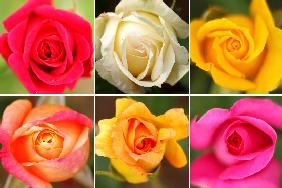 Blühende Rosen im Europa-Rosarium