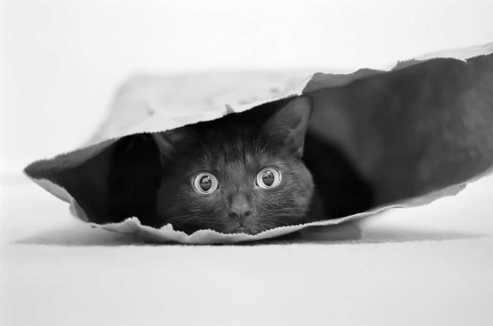Cat in a bag from Jeremy Holthuysen
