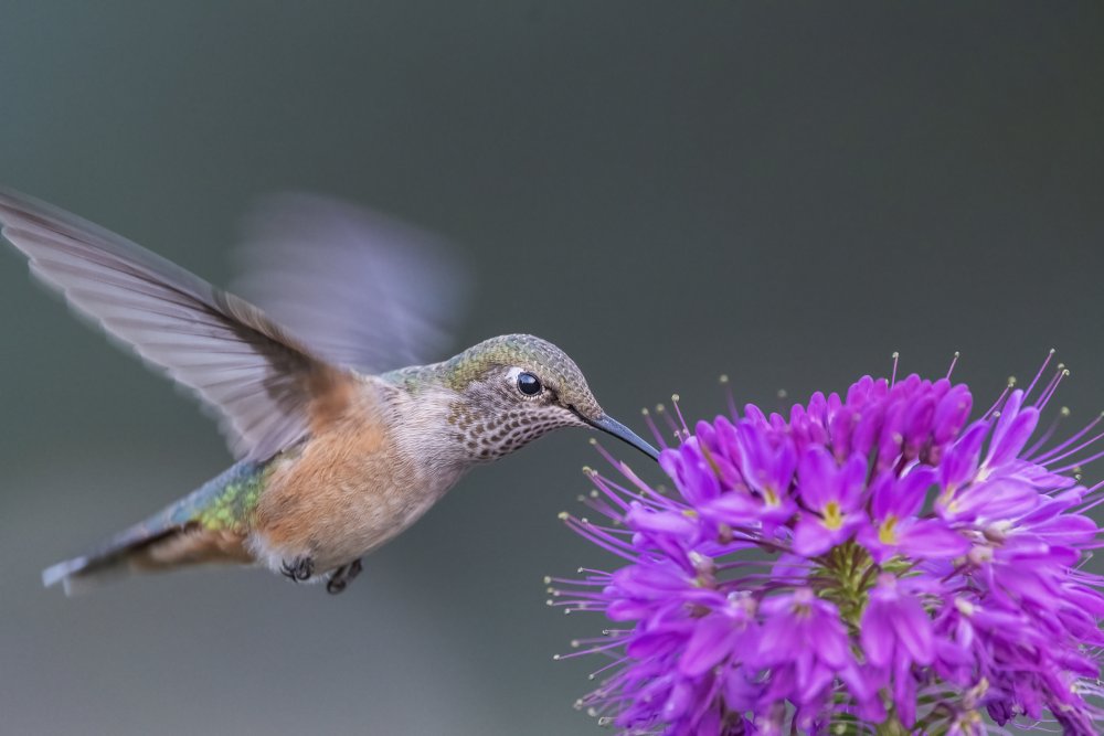 rufous hummingbird from Jian Xu