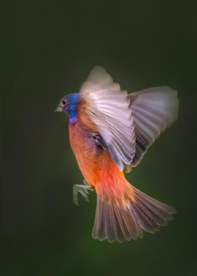 Painted Bunting Flying