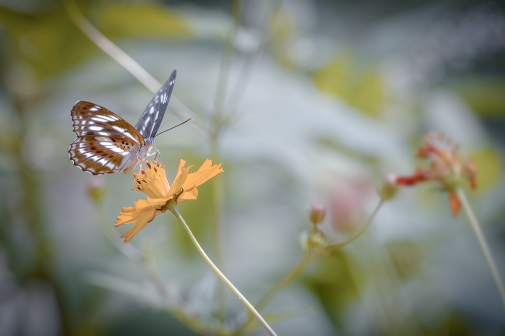 butterfly from Jianwen