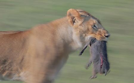 The lioness with prey