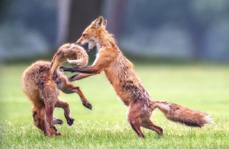 Fox plying