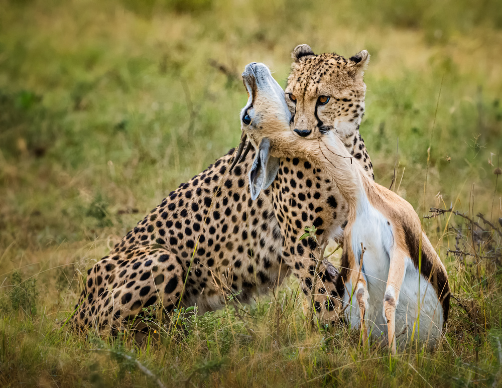 Cheetah hunting from Jie Fischer