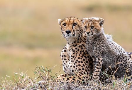Cheetah cub with  mom