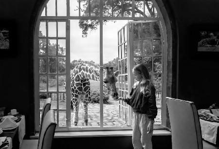Giraffe and girl