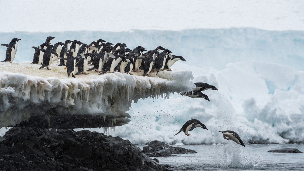 penguins jumping from Jie Fischer