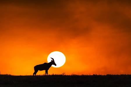 Sunset in Massai Mara